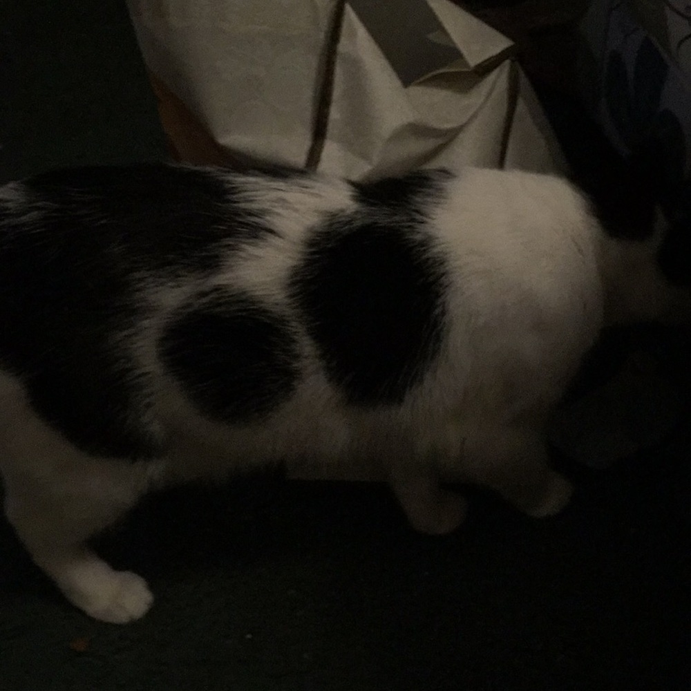 Meet your Posher, Susan